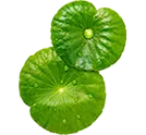 Cica
